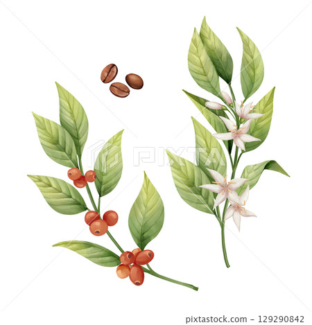 Botanical illustration of a coffee plant - leaves, flowers, red cherries, and roasted beans Botanical illustration of a coffee plant - leaves, flowers, red cherries, and roasted beans 129290842