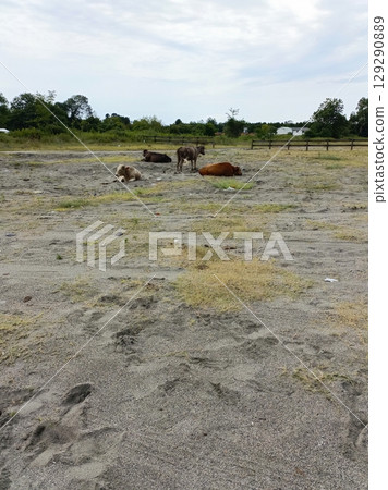 A herd of cows calmly resting in a sandy field on an overcast day with copy space 129290889