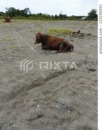 A reddish-brown cow peacefully resting on a sandy pasture 129290891