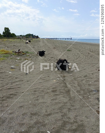 A herd of cows calmly resting on a sandy beach against a coastal town backdrop A herd of cows calmly resting on a sandy beach against a coastal town backdrop 129290895