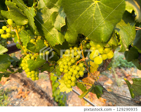 Close up of grapes hanging on branch. Hanging grapes. Grape farming Close up of grapes hanging on branch. Hanging grapes. Grape farming 129290935