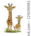 Playful giraffes with quirky expressions standing on grassy background in colorful watercolor style 129290981