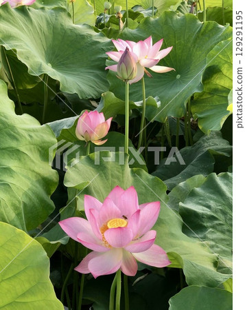 pink lotus in pond 129291195