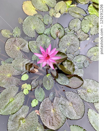 beautiful lotus flower in pond beautiful lotus flower in pond 129291206