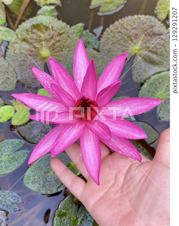 pink lotus flower in the pond pink lotus flower in the pond 129291207