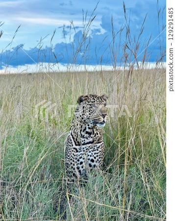 leopard walking in the high grass 129291485