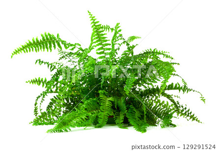 Lush green fern isolated on a white background. Lush green fern isolated on a white background. 129291524