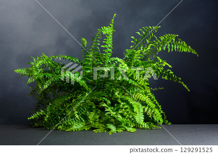 Green fern on a black background. 129291525