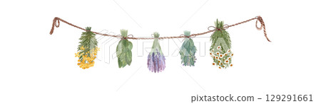 Different herbs drying hanging on a rope. Chamomile, blue tansy, lavender, sage, lemon balm watercolor isolated on white. High quality art for cards, packages, folk medicine recipes, herbal design Different herbs drying hanging on a rope. Chamomile, blue tansy, lavender, sage, lemon balm watercolor isolated on white. High quality art for cards, packages, folk medicine recipes, herbal design 129291661