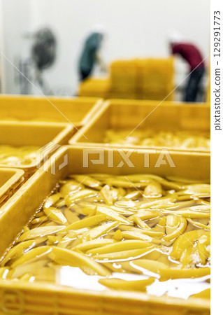 peeled mango fruit processing at food production factory in cambodia peeled mango fruit processing at food production factory in cambodia 129291773