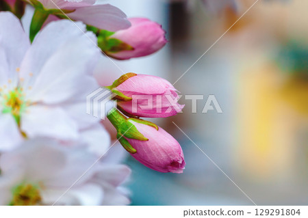 Pink cherry blossoms buds growing on tree close up, selective focus 129291804