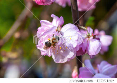 Bee on blooming sakura flower pollinates. Catsear Mining bee (Andrena humilis) on cherry flowerhead Bee on blooming sakura flower pollinates. Catsear Mining bee (Andrena humilis) on cherry flowerhead 129291807