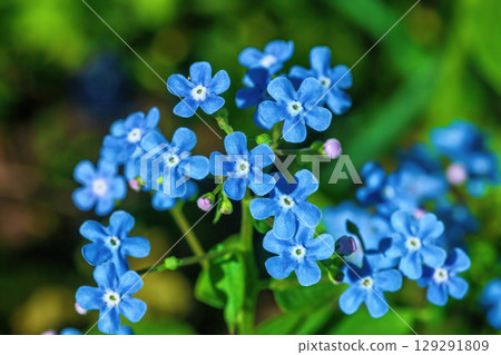 Blue forget-me-not little flowers growing in summer ornamental garden, selective focus Blue forget-me-not little flowers growing in summer ornamental garden, selective focus 129291809