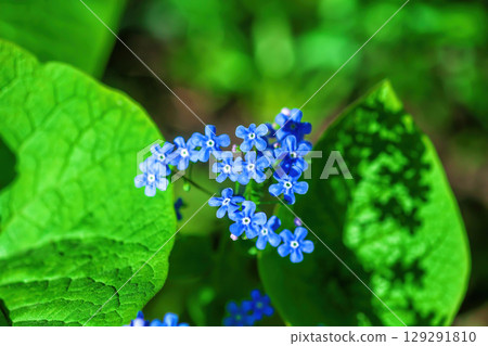 Blue forget-me-not little flowers growing in summer ornamental garden 129291810