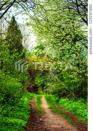 Footpath in green grass near spring blooming forest 129291860