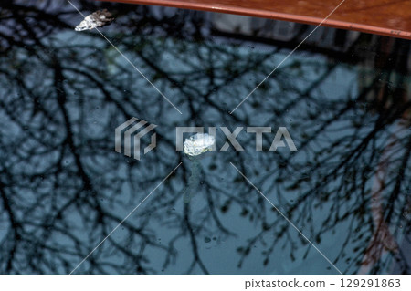 Bird droppings smudged on car window. Dirty birds shit stain smudge on vehicle glass 129291863