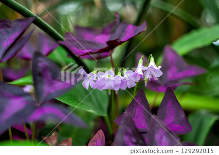 False shamrock white flowers growing in garden. Oxalis triangularis (woodsorrel) plant, soft focus 129292015