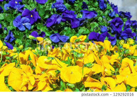 Flower bed with growing yellow and blue pansies. Colorful Viola wirttrockiana flowers 129292016