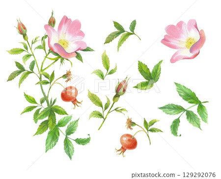 Rosehip set composition. Handmade watercolor art work. For packaging design, cards, cover, prints, product labels and fabric. Rosehip set composition. Handmade watercolor art work. For packaging design, cards, cover, prints, product labels and fabric. 129292076