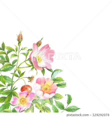 Corner frame of rosehip. Handmade watercolor art work. For packaging design, cards, cover, prints, product labels and fabric. Corner frame of rosehip. Handmade watercolor art work. For packaging design, cards, cover, prints, product labels and fabric. 129292078