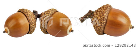 Brown acorn oak nut isolated on white background 129292148