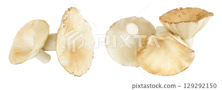 fresh milk cap boletus mushroom isolated on white background. Top view. Flat lay 129292150