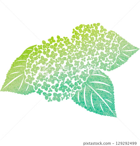 美麗的繡球花圖示圖像插圖的水彩圖案 129292499