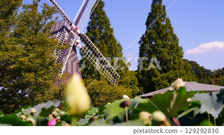 Lotus flowers and windmills along the flower park path Lotus flowers and windmills along the flower park path 129292830
