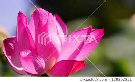 曙山農業公園的王子蓮花盛開 曙山農業公園的王子蓮花盛開 129292831