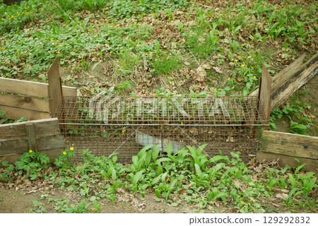 Cage trap least weasel Mustela nivalis pest box bacon in bushes near barns, cowsheds, farm buildings. illegal law hunting removal hunter. Camouflaged in the bushes of plants and shrubs 129292832