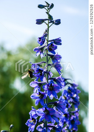 Bumblebee on a violet field flower in search of something tasty 129292926