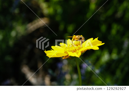 Honey bee gathering pollen inside bloomed yellow flower in garden 129292927