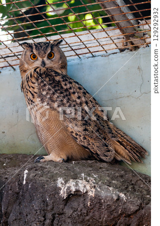 Beautiful owl Beautiful owl 129292932