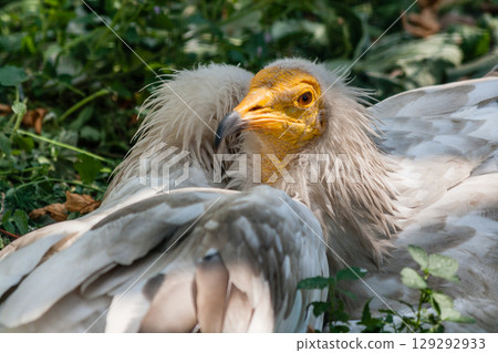 Common vulture (Neophron percnopterus) Common vulture (Neophron percnopterus) 129292933