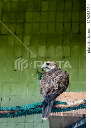 An eagle and a falcon sit on a close-up branch An eagle and a falcon sit on a close-up branch 129292934