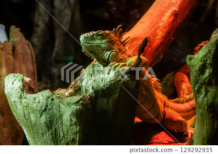 Iguana lies on a branch 129292935