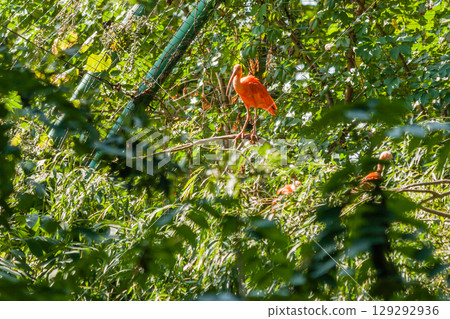 Red ibis basks in the sun Red ibis basks in the sun 129292936