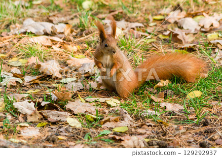 Quick Squirrel in the search for nuts 129292937