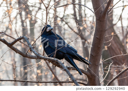 Black raven sits on a branch close up Black raven sits on a branch close up 129292940