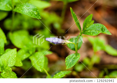 Macro lilac small flowers on a green background Macro lilac small flowers on a green background 129292941