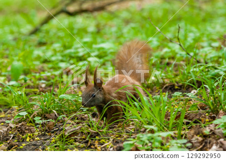 Dark brown squirrel (black, gray) 129292950