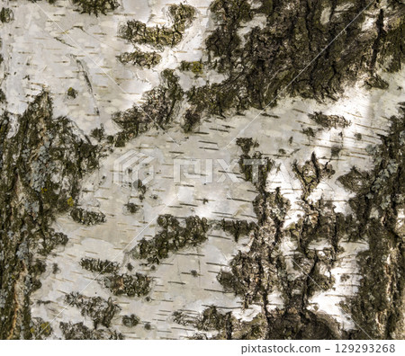 The birch bark texture or background. Macro shot is made by means of stacking technology trunk. Texture made of birch tree bark. Beautiful birch trunk background. Conceptual image. Peaceful nature. 129293268