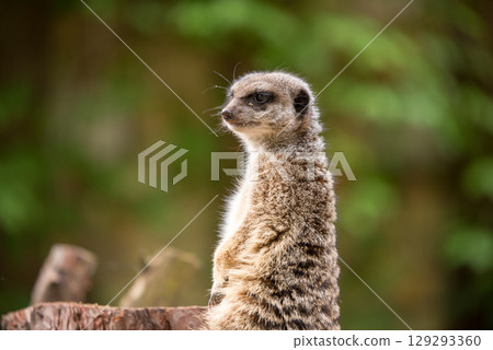 Slender tailed Meerkat close up 129293360