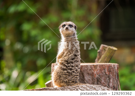 Slender tailed Meerkat close up 129293362