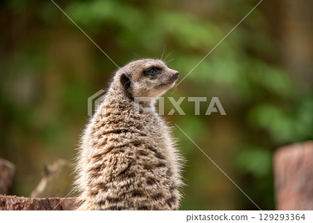 Slender tailed Meerkat close up 129293364