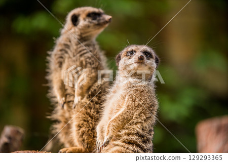 Slender tailed Meerkat close up 129293365