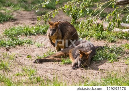 Two Red Kangaroos in zoo Two Red Kangaroos in zoo 129293378