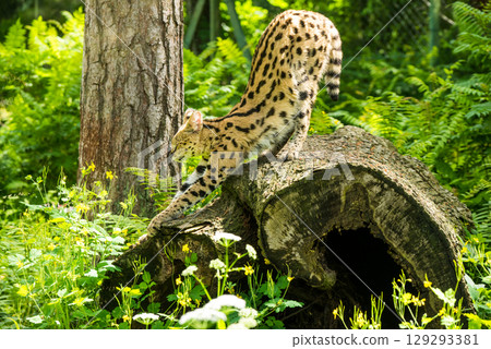 Serval Leptailurus serval African wild cat Serval Leptailurus serval African wild cat 129293381