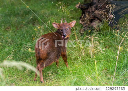Southern Pudu during daytime in nature 129293385