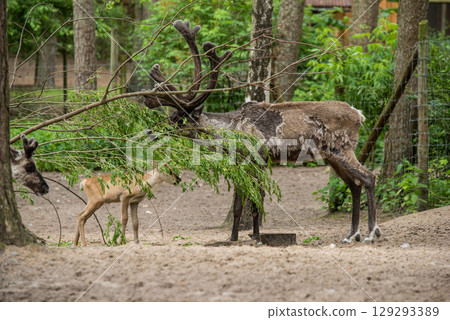 European Forest Reindeer rangifer tarandus fennicus European Forest Reindeer rangifer tarandus fennicus 129293389